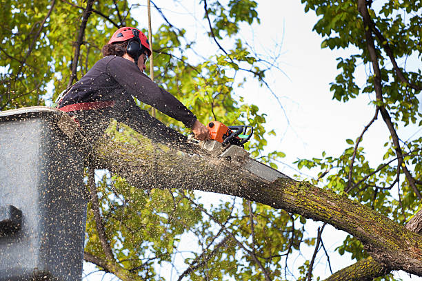 How Our Tree Care Process Works  in  Big Lake, AK